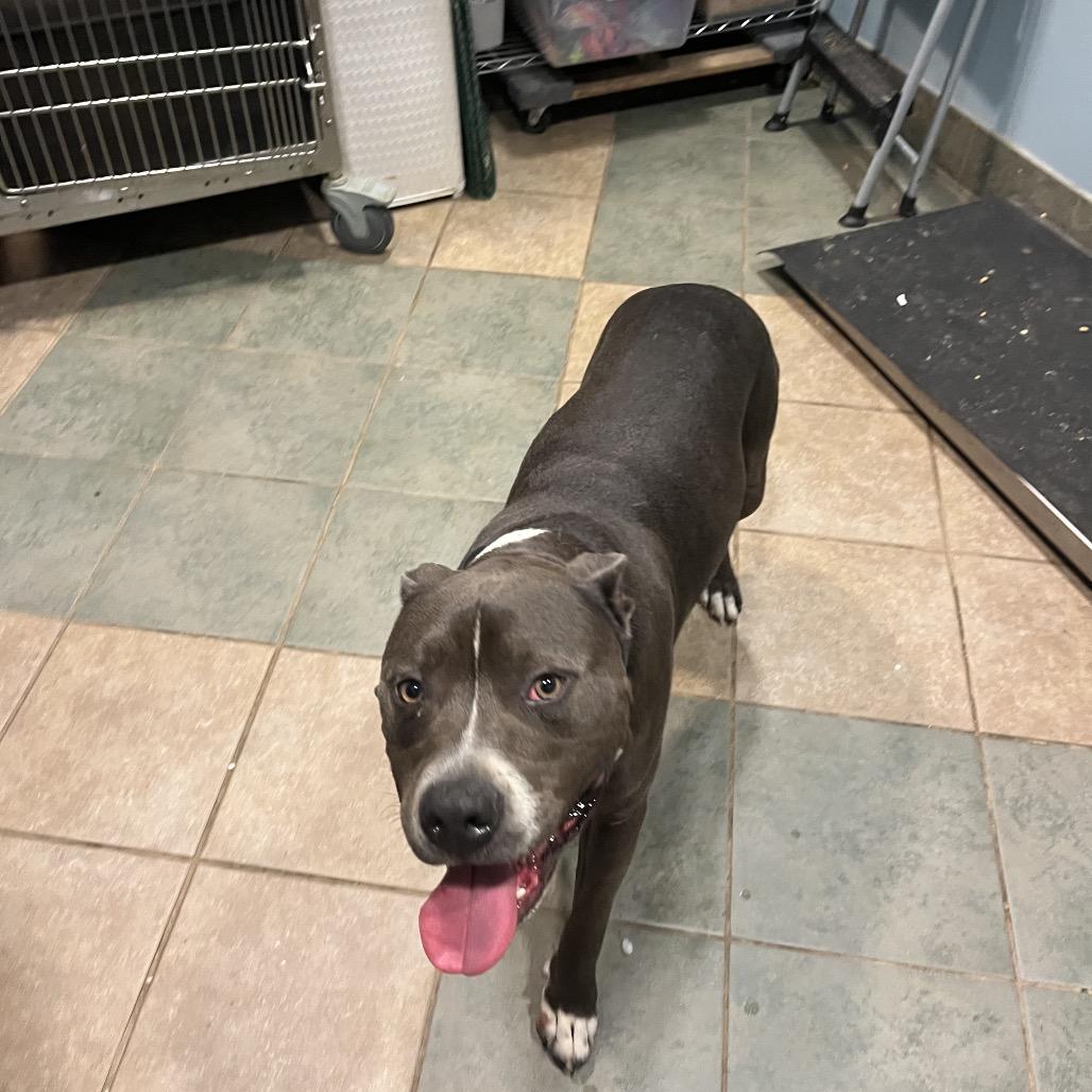 Enlarge Humpty Dumpty (Blu), a Adoptable Mixed Breed in Chattanooga, TN image 2/4