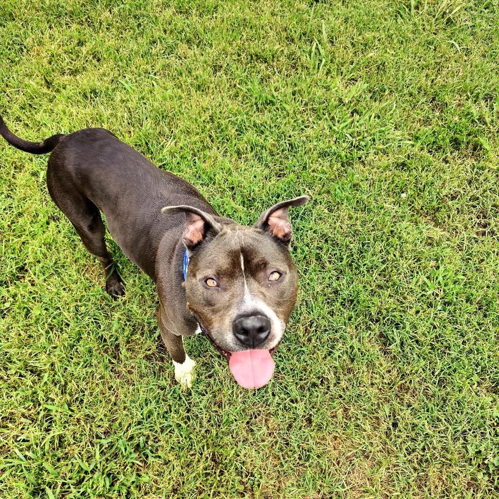 Enlarge Humpty Dumpty (Blu), a Adoptable Mixed Breed in Chattanooga, TN image 3/4