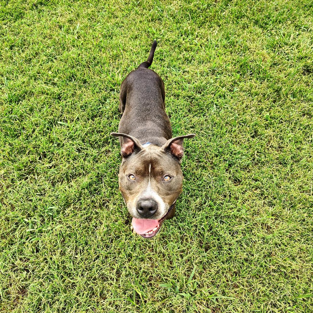 Enlarge Humpty Dumpty (Blu), a Adoptable Mixed Breed in Chattanooga, TN image 4/4