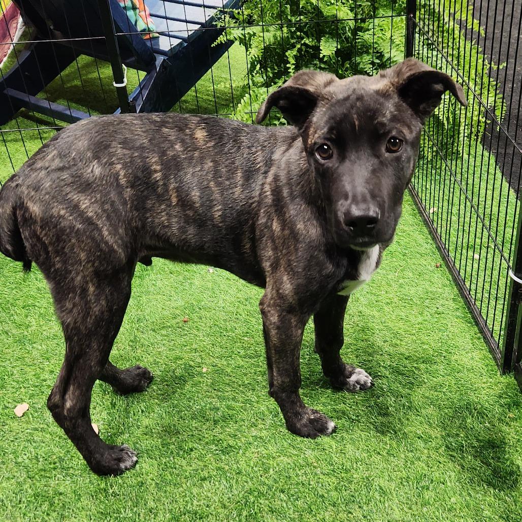 Hewitt SSP — thumbnail 2