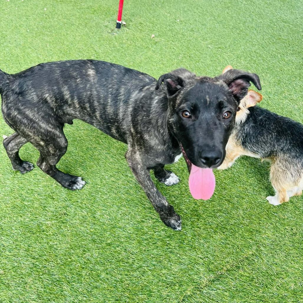 Hewitt SSP — thumbnail 3