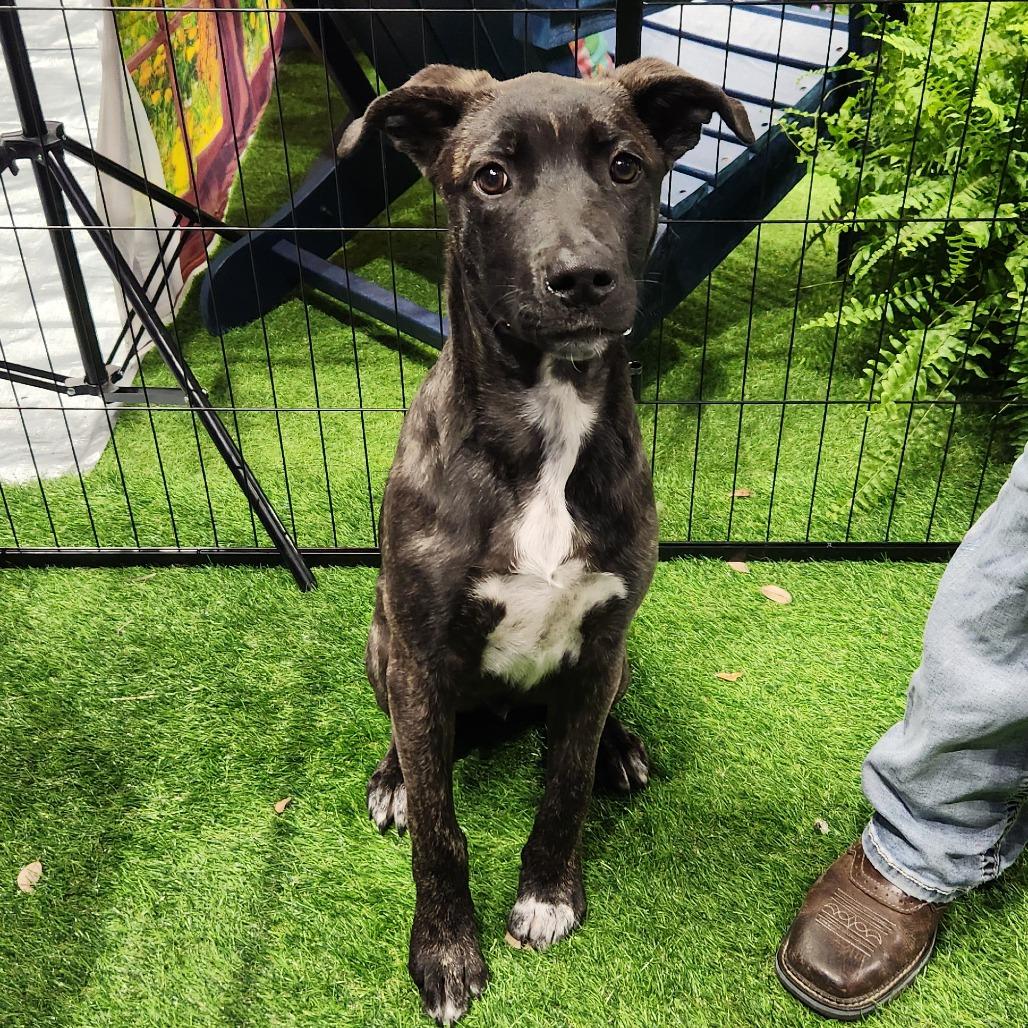 Hewitt SSP — thumbnail 5