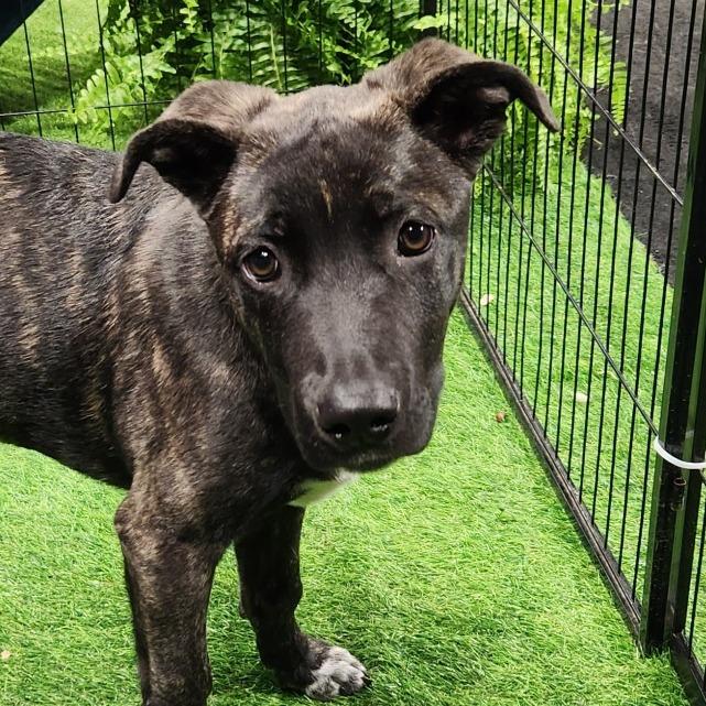 Hewitt SSP — thumbnail 6