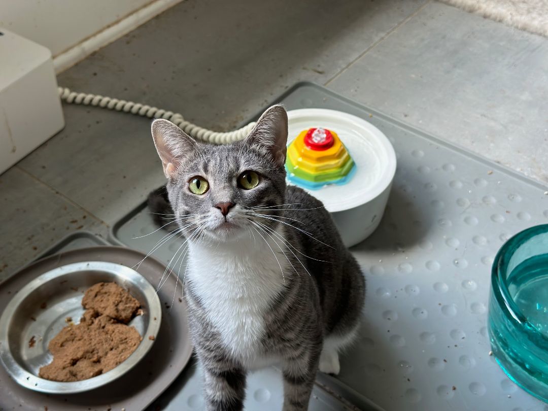 Leah, Adoptable, Young Female Domestic Short Hair.