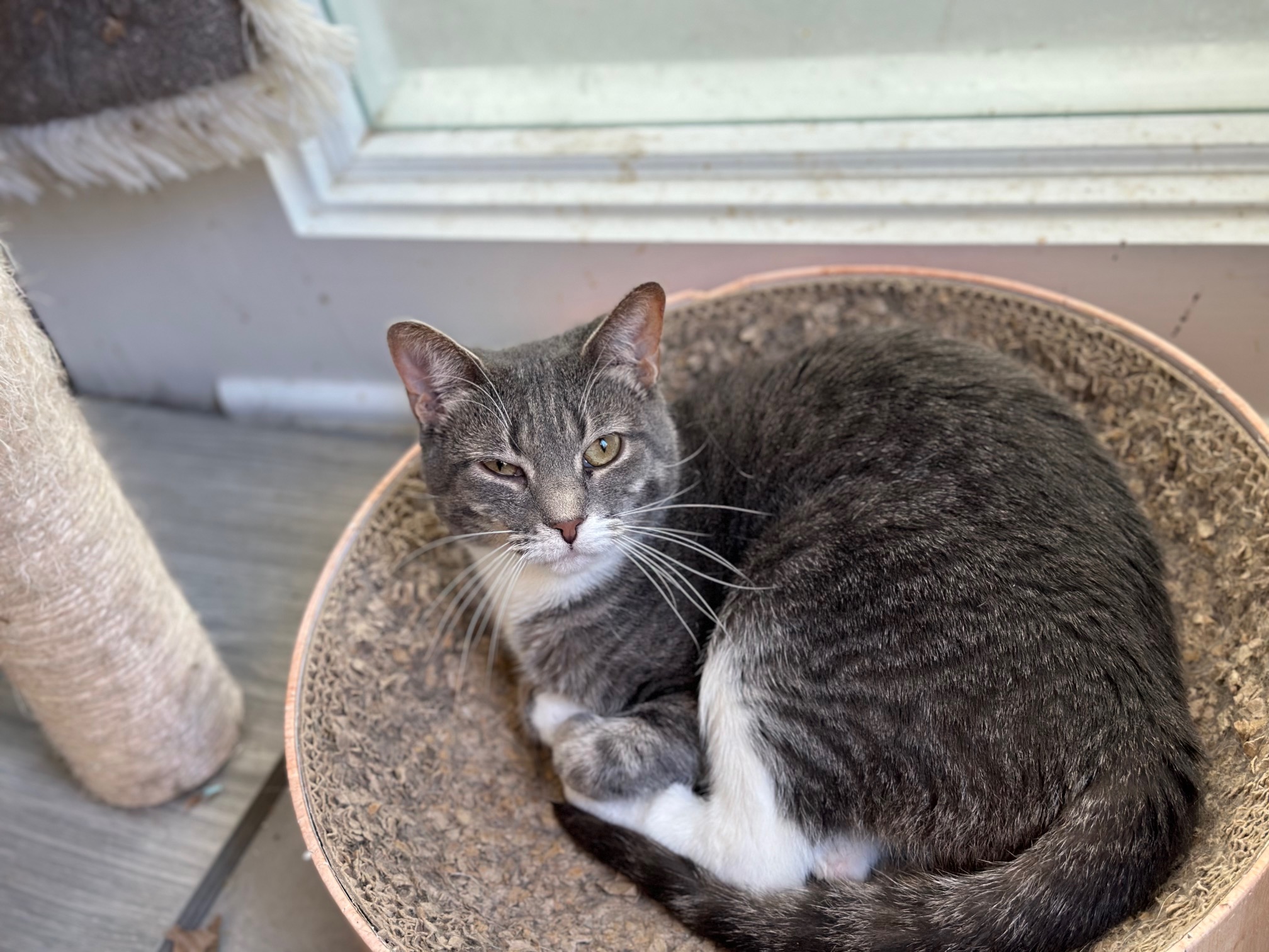 Leah, a Adoptable Domestic Short Hair in Apex, NC image 2/2