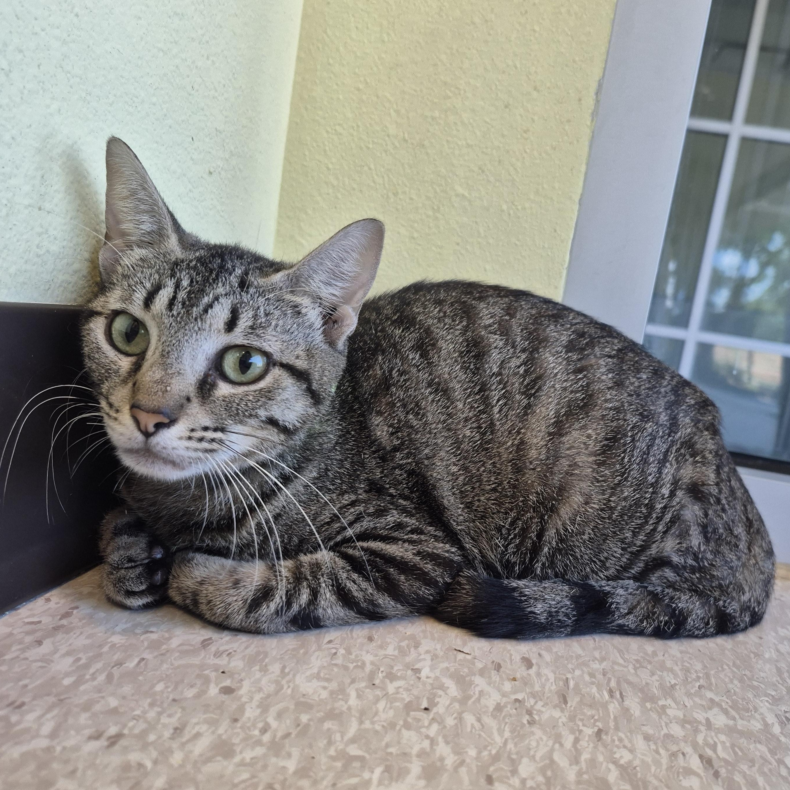 Brazoria, a Adoptable Domestic Short Hair in Schertz, TX image 1/2