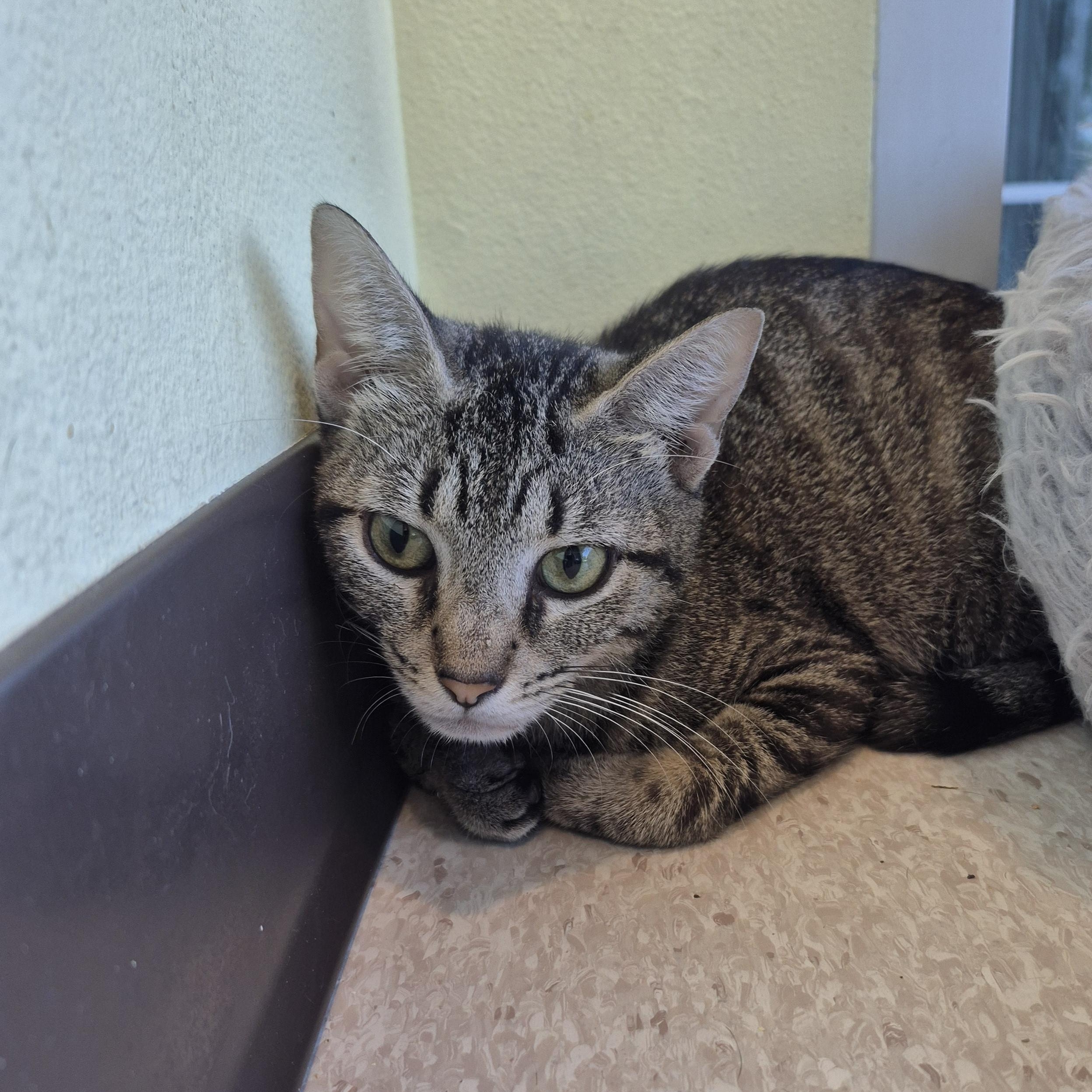 Brazoria, a Adoptable Domestic Short Hair in Schertz, TX image 2/2