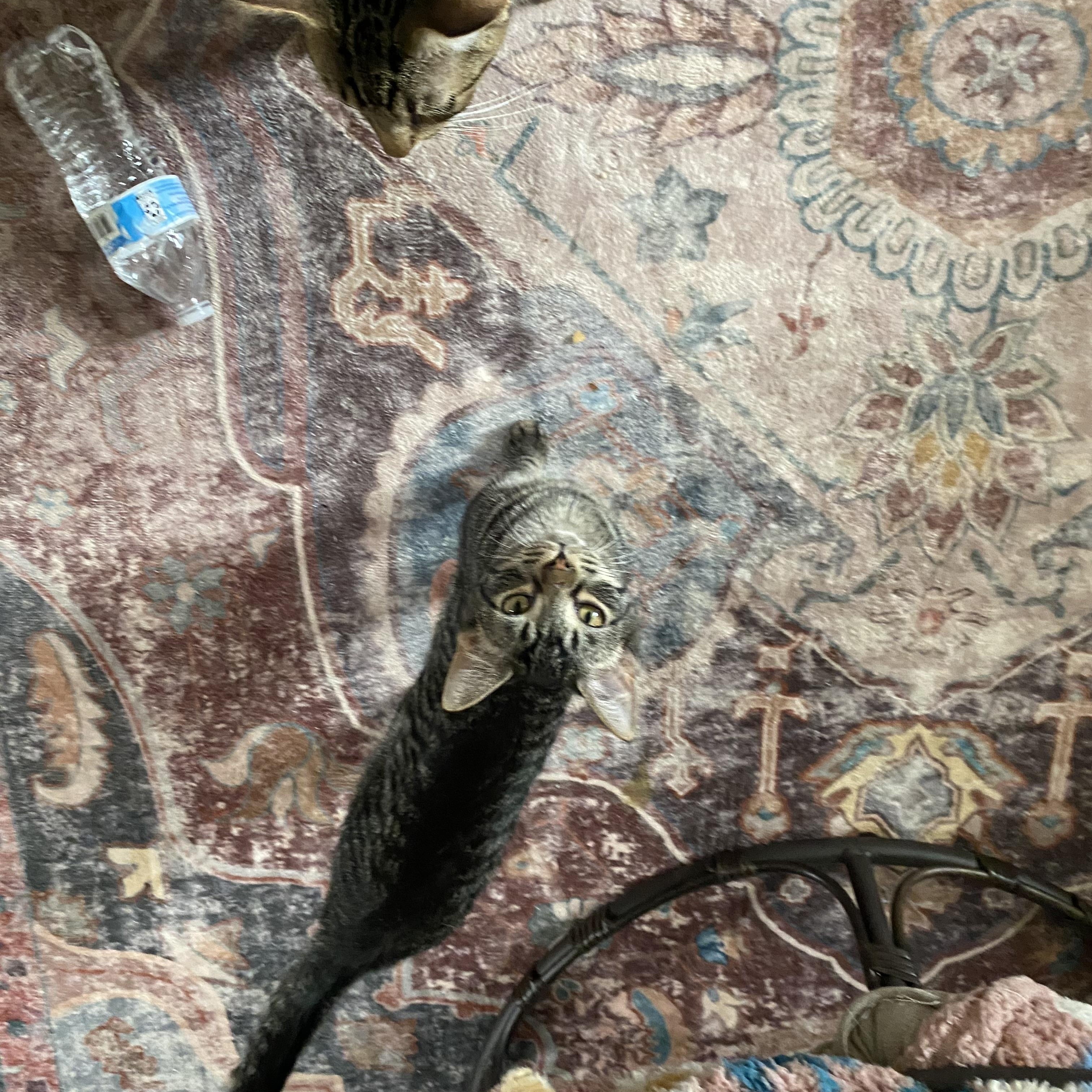 Lee and Carter, a ADOPTABLE Tabby in Alliance, OH image 2/3