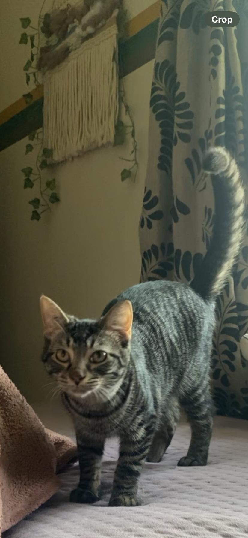 Lee and Carter, a ADOPTABLE Tabby in Alliance, OH image 3/3