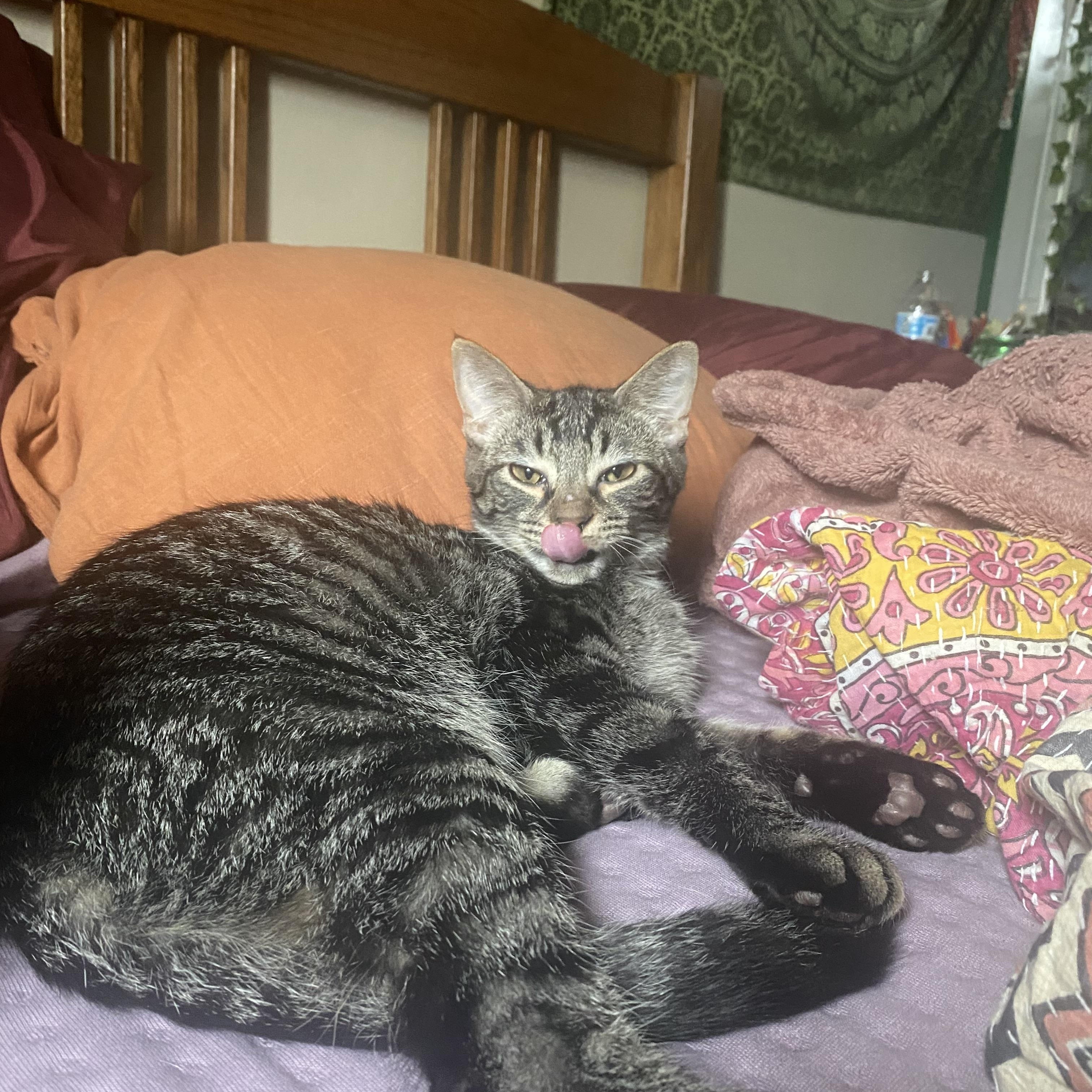 Lee and Carter, ADOPTABLE, Young Male Tabby.