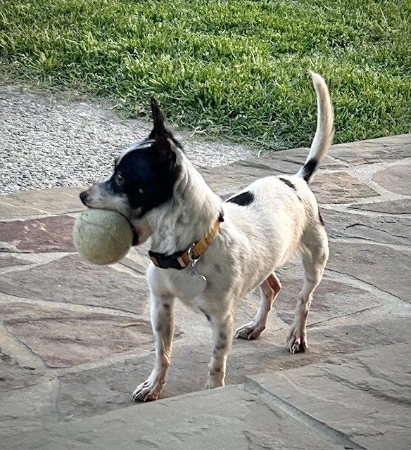 Enlarge Bonita (NC), a Adoptable Rat Terrier in Greensboro, NC image 2/3