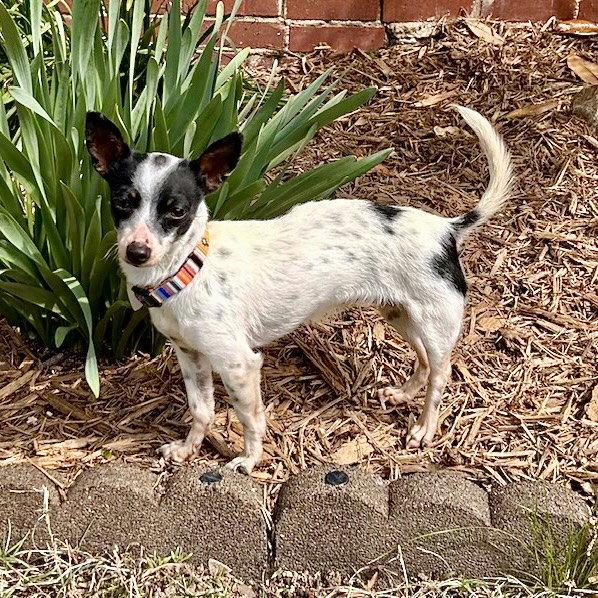 Enlarge Bonita (NC), a Adoptable Rat Terrier in Greensboro, NC image 1/3