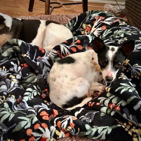 Enlarge Bonita (NC), a Adoptable Rat Terrier in Greensboro, NC image 3/3