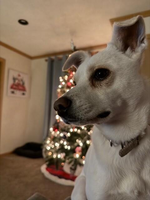 Lola, Adoptable, Adult Female Terrier & Mixed Breed.