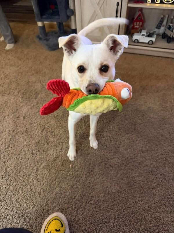 Enlarge Lola, a Adoptable mixed breed in Alma, WI image 1/6