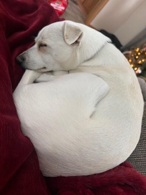 Enlarge Lola, a Adoptable mixed breed in Alma, WI image 2/6