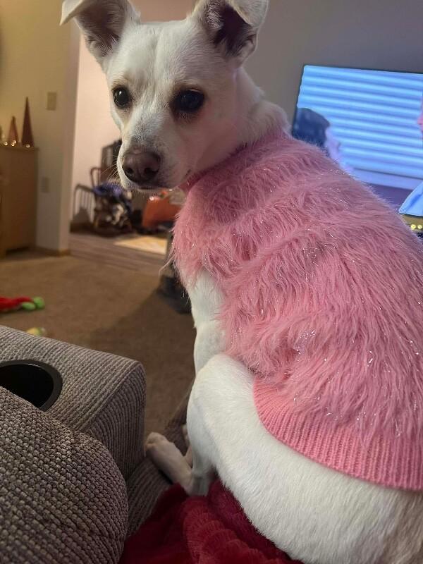 Enlarge Lola, a Adoptable mixed breed in Alma, WI image 3/6