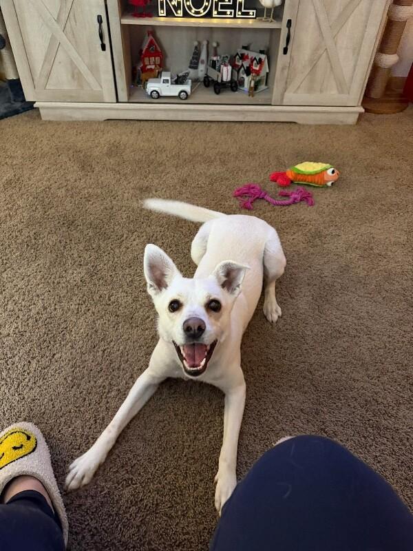 Enlarge Lola, a Adoptable mixed breed in Alma, WI image 4/6