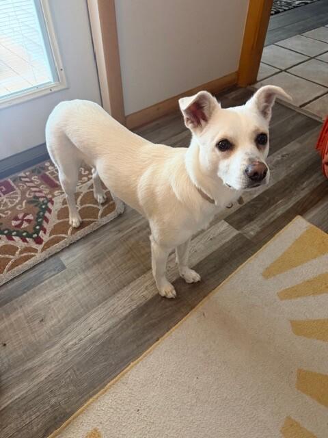 Enlarge Lola, a Adoptable mixed breed in Alma, WI image 5/6