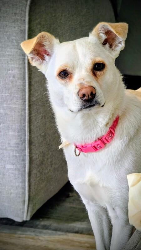 Enlarge Lola, a Adoptable mixed breed in Alma, WI image 6/6