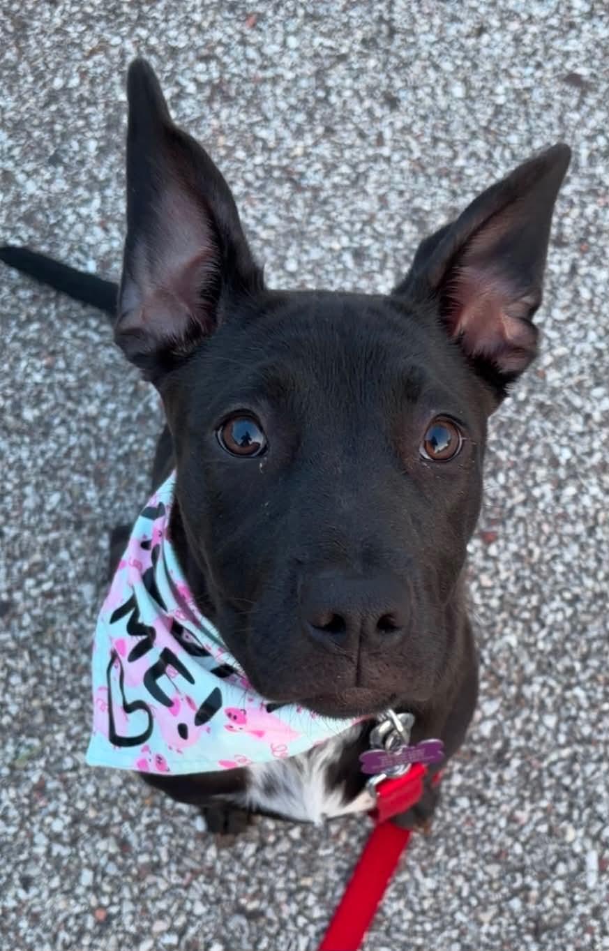 Hannah, a Adoptable mixed breed in O'Fallon, MO image 6/6