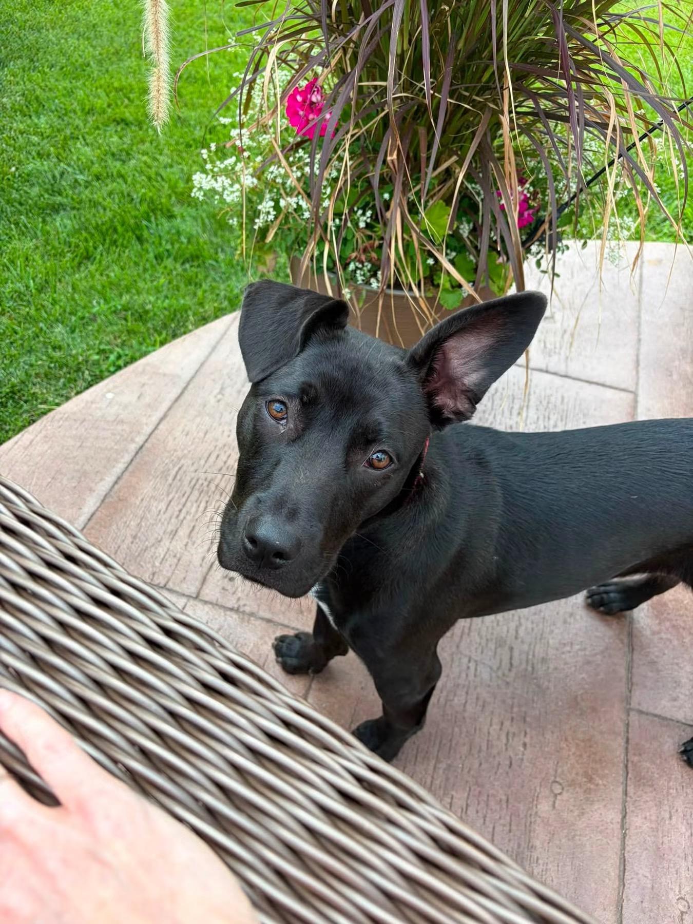 Hannah, a Adoptable mixed breed in O'Fallon, MO image 4/6