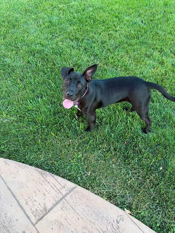 Hannah, a Adoptable mixed breed in O'Fallon, MO image 2/6