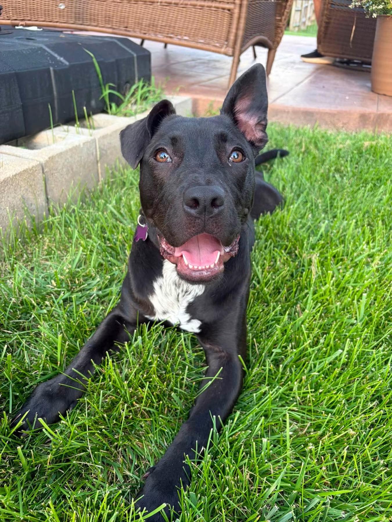 Hannah, Adoptable, Puppy Female Labrador Retriever & Pit Bull Terrier.