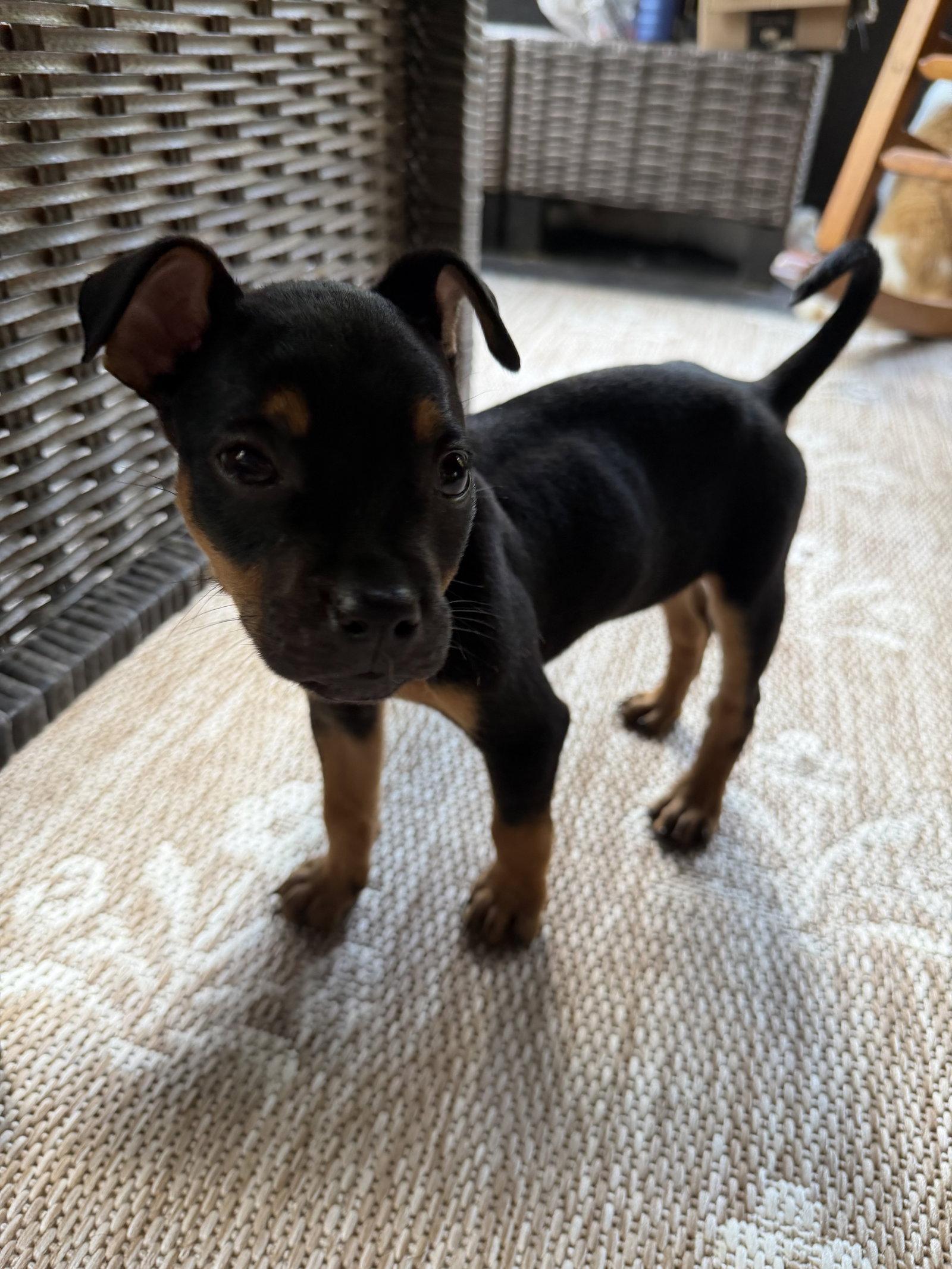Vegas, Adopted, Puppy Male Pit Bull Terrier.