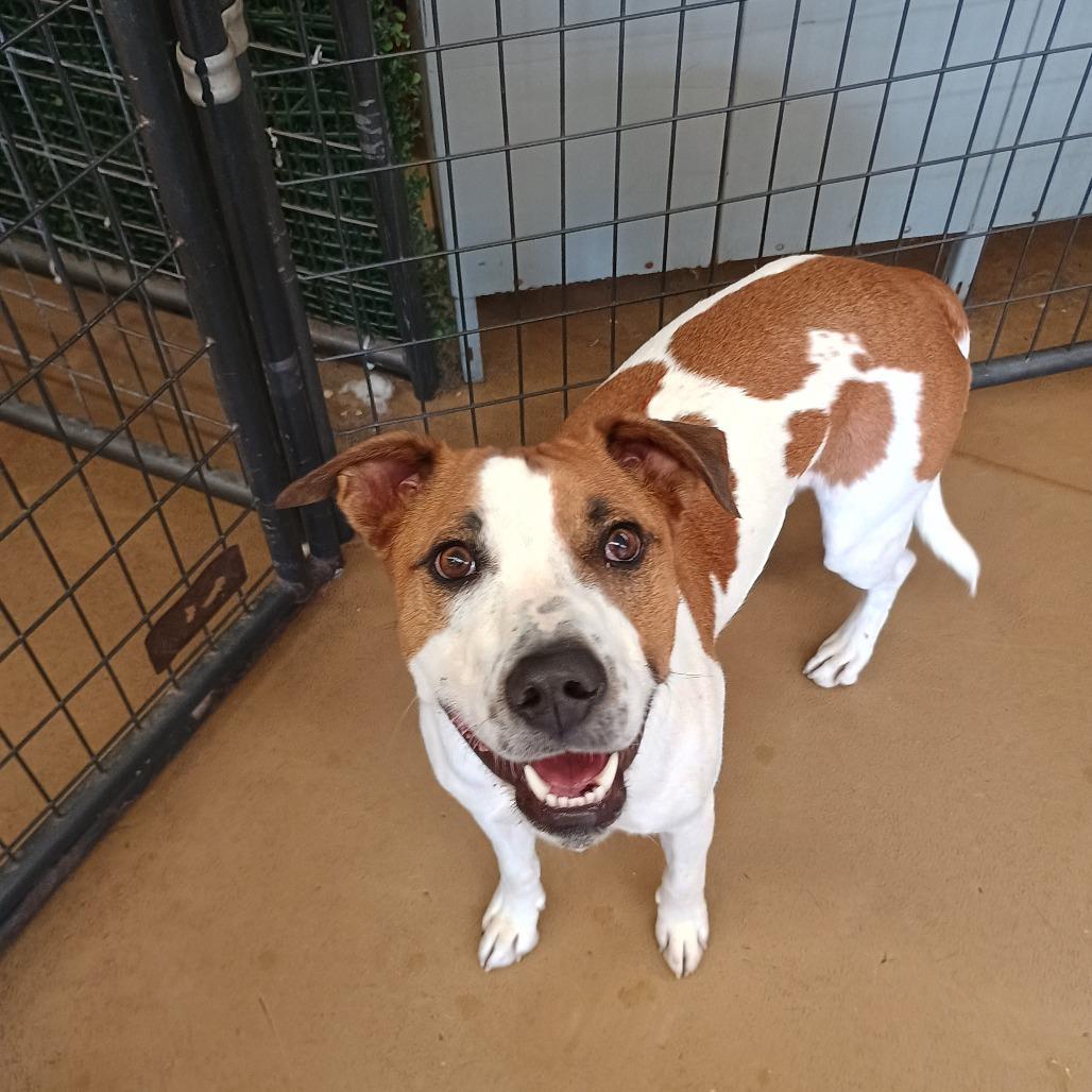 Cedar/Jangle, Adoptable, Adult Male Cattle Dog & Pit Bull Terrier.