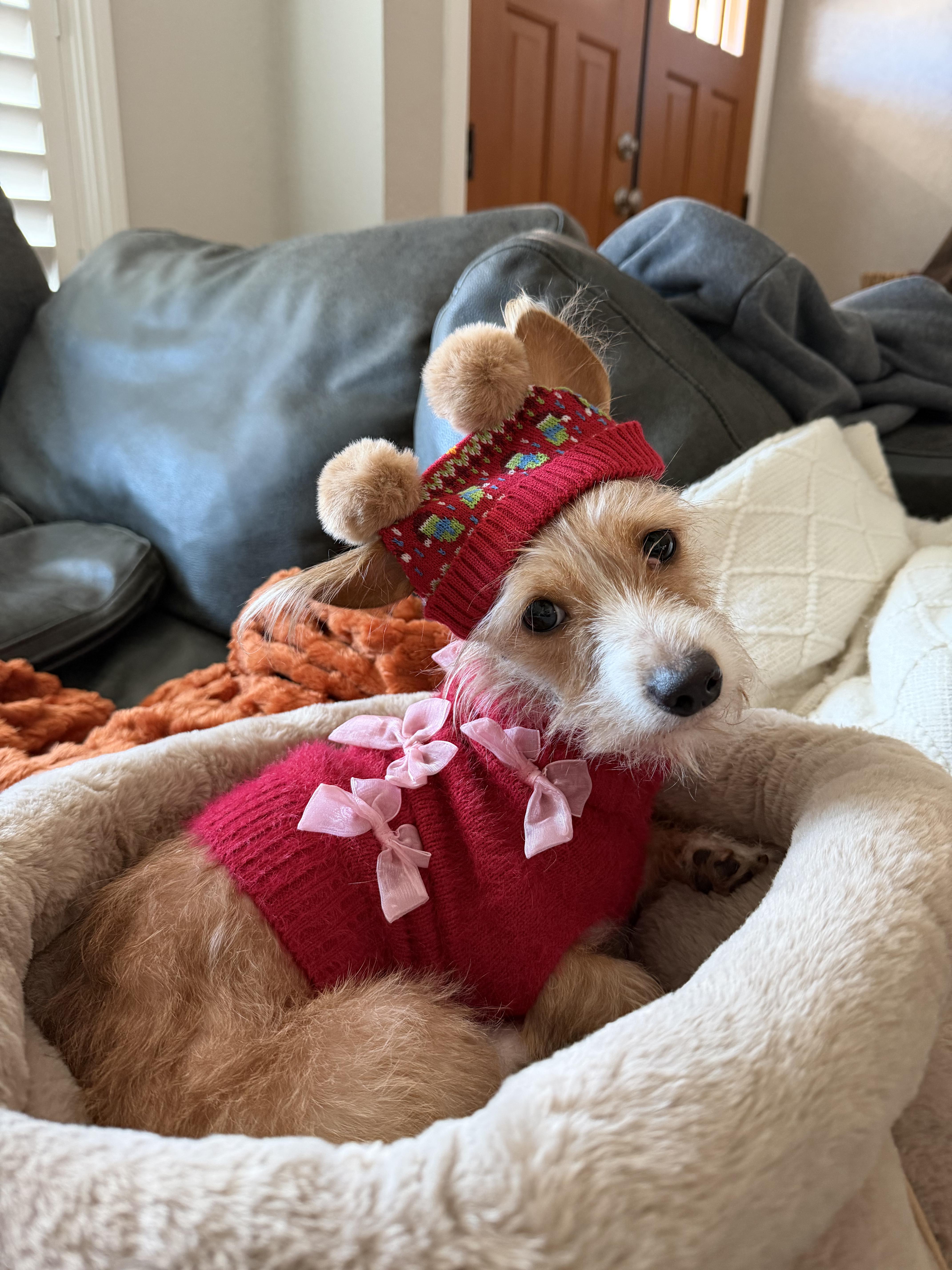 Enlarge Chickie, a ADOPTABLE Wirehaired Terrier in Murrieta, CA image 2/3
