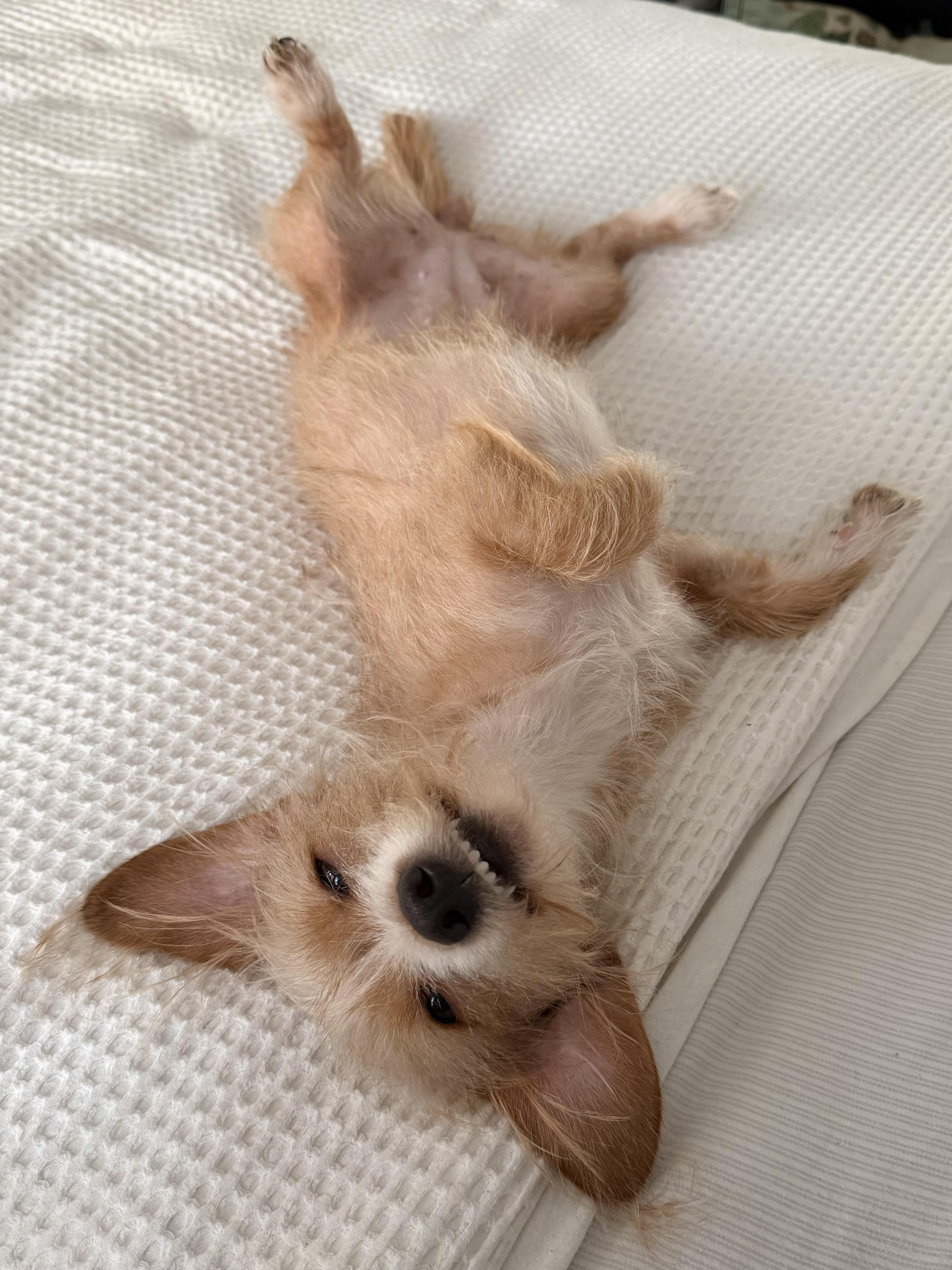 Enlarge Chickie, a ADOPTABLE Wirehaired Terrier in Murrieta, CA image 3/3