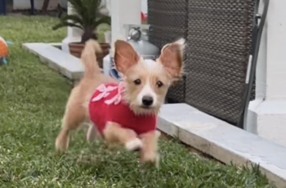 Enlarge Chickie, a ADOPTABLE Wirehaired Terrier in Murrieta, CA image 1/3