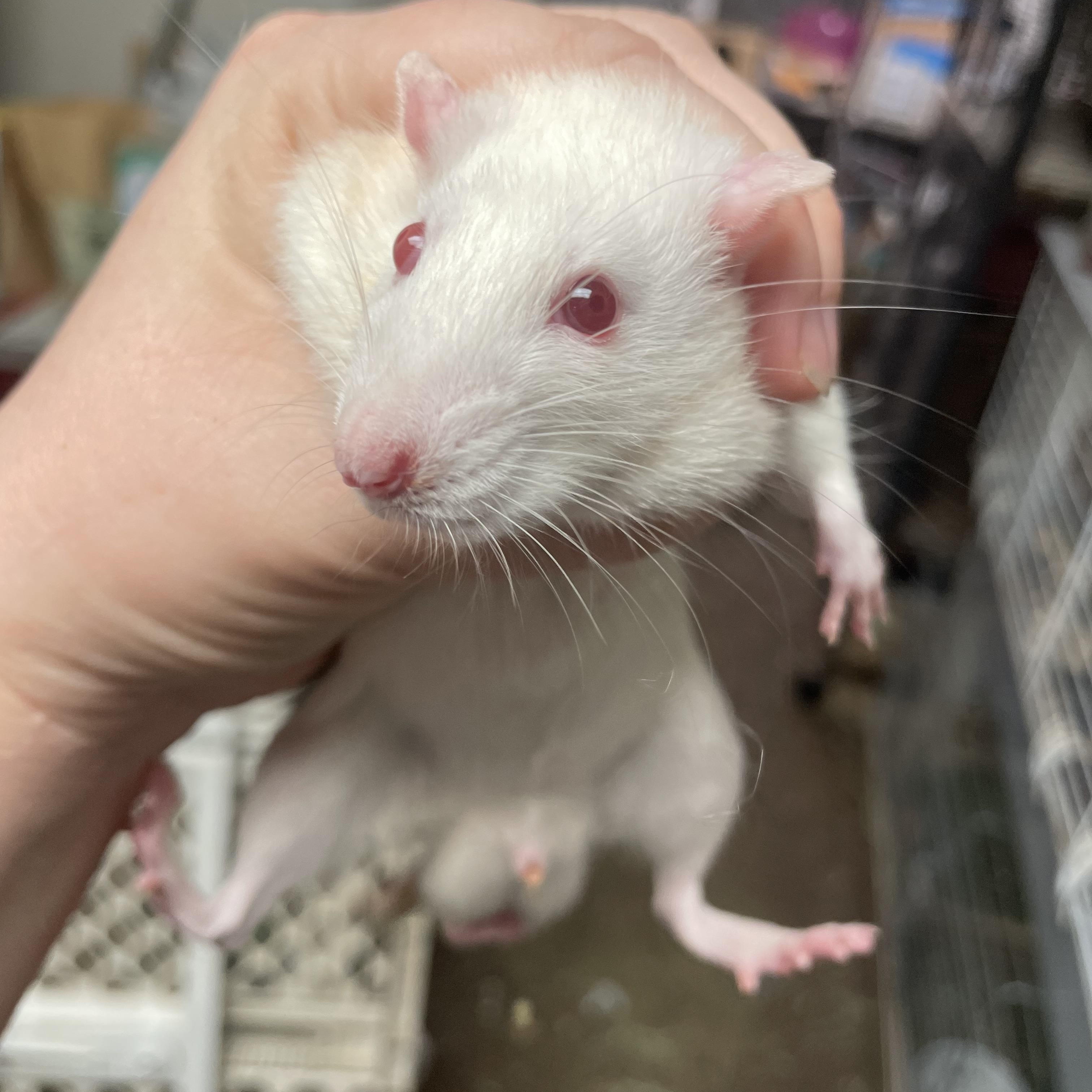 Enlarge Patrick and George: video!!, a Adoptable Rat in Edinburg, PA image 5/6