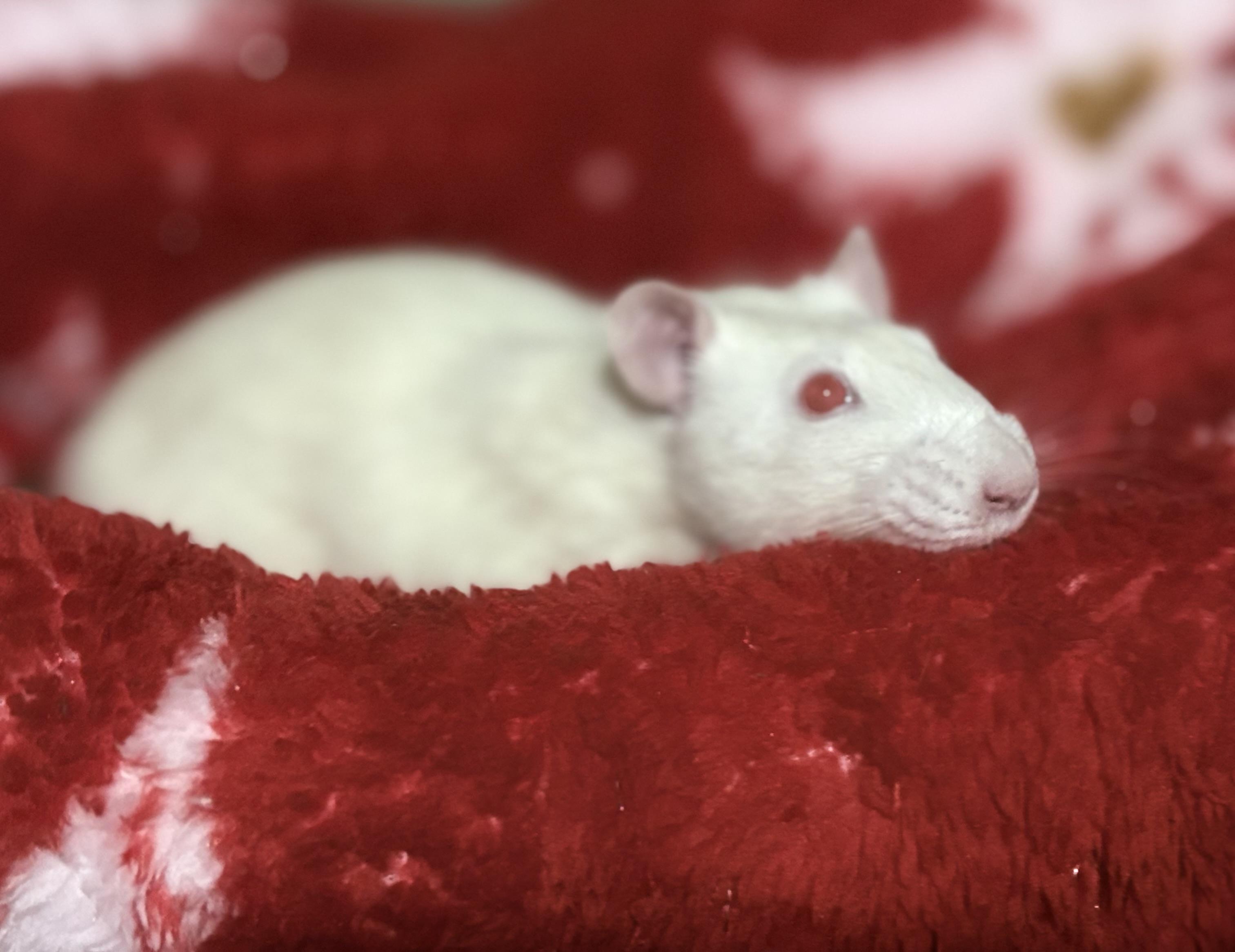 Enlarge Patrick and George: video!!, a Adoptable Rat in Edinburg, PA image 2/6