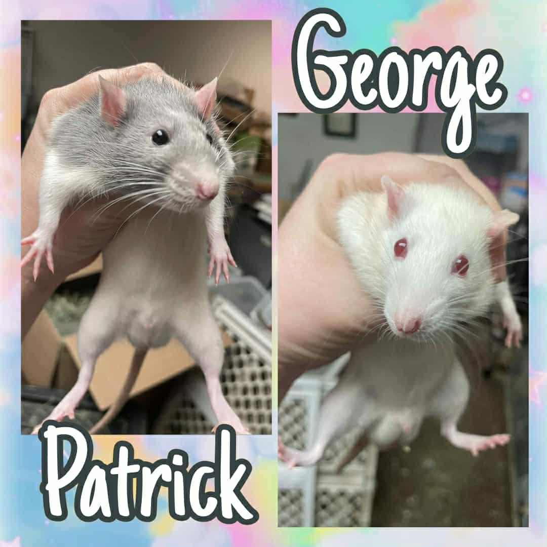 Patrick and George: video!!