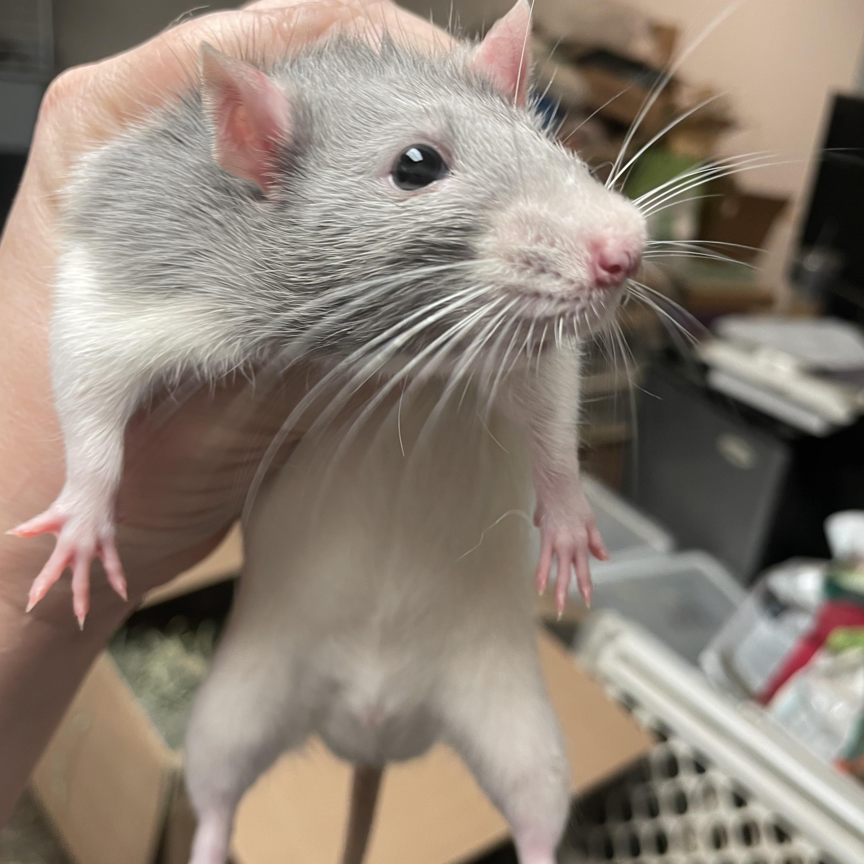 Enlarge Patrick and George: video!!, a Adoptable Rat in Edinburg, PA image 4/6