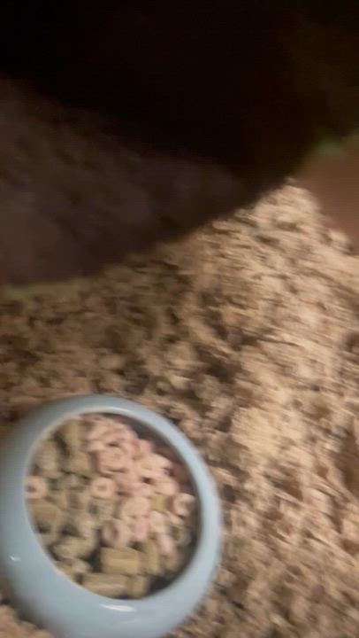 Enlarge Patrick and George: video!!, a Adoptable Rat in Edinburg, PA video 6/6