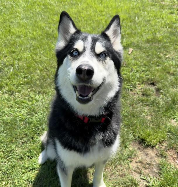Enlarge NEREIDIA, a Adoptable Husky in Auburn, CA image 1/1