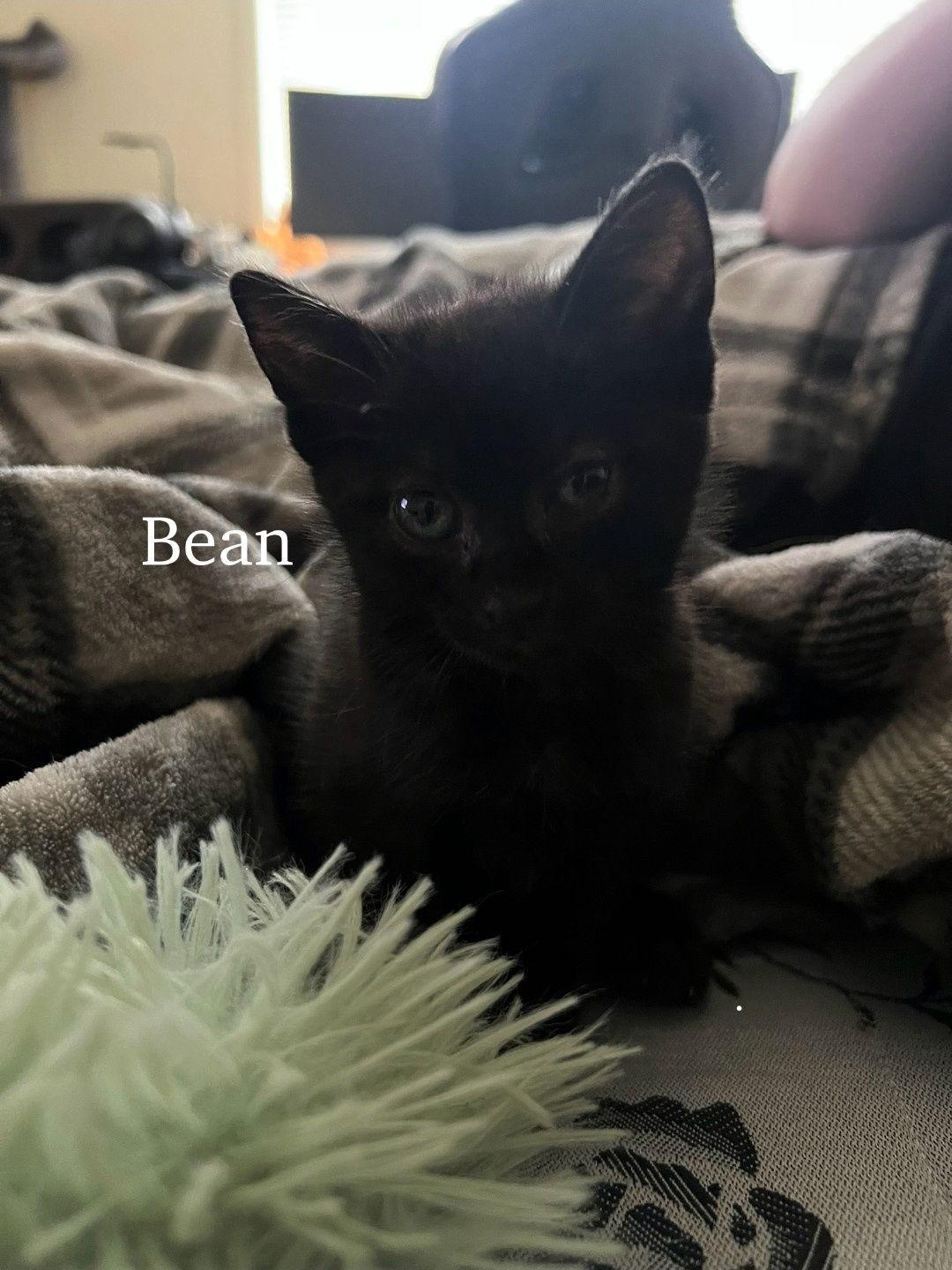 Bean, Adoptable, Kitten Female Domestic Short Hair.