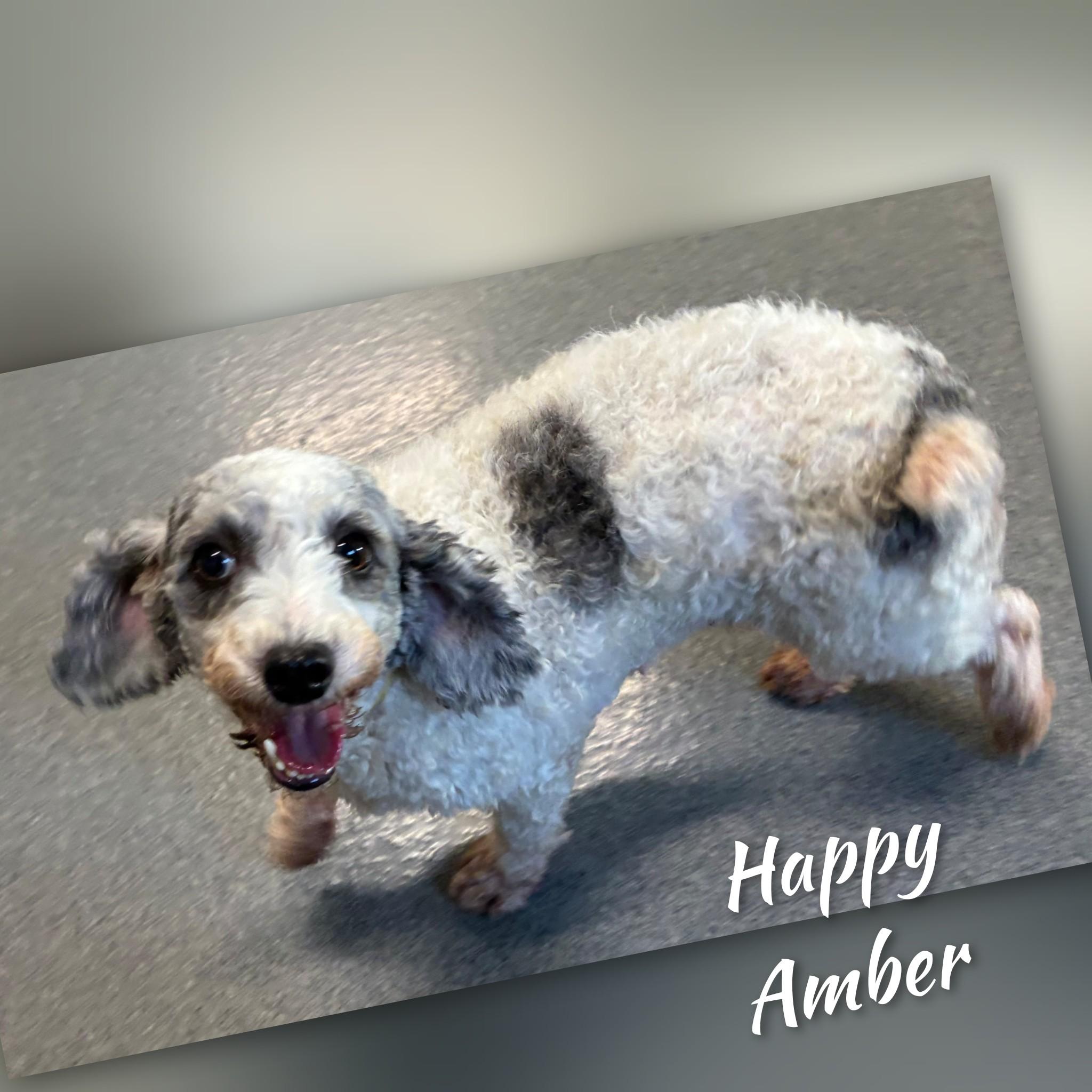 Enlarge Amber, a Adopted Miniature Poodle in Fredericksburg, VA image 4/6