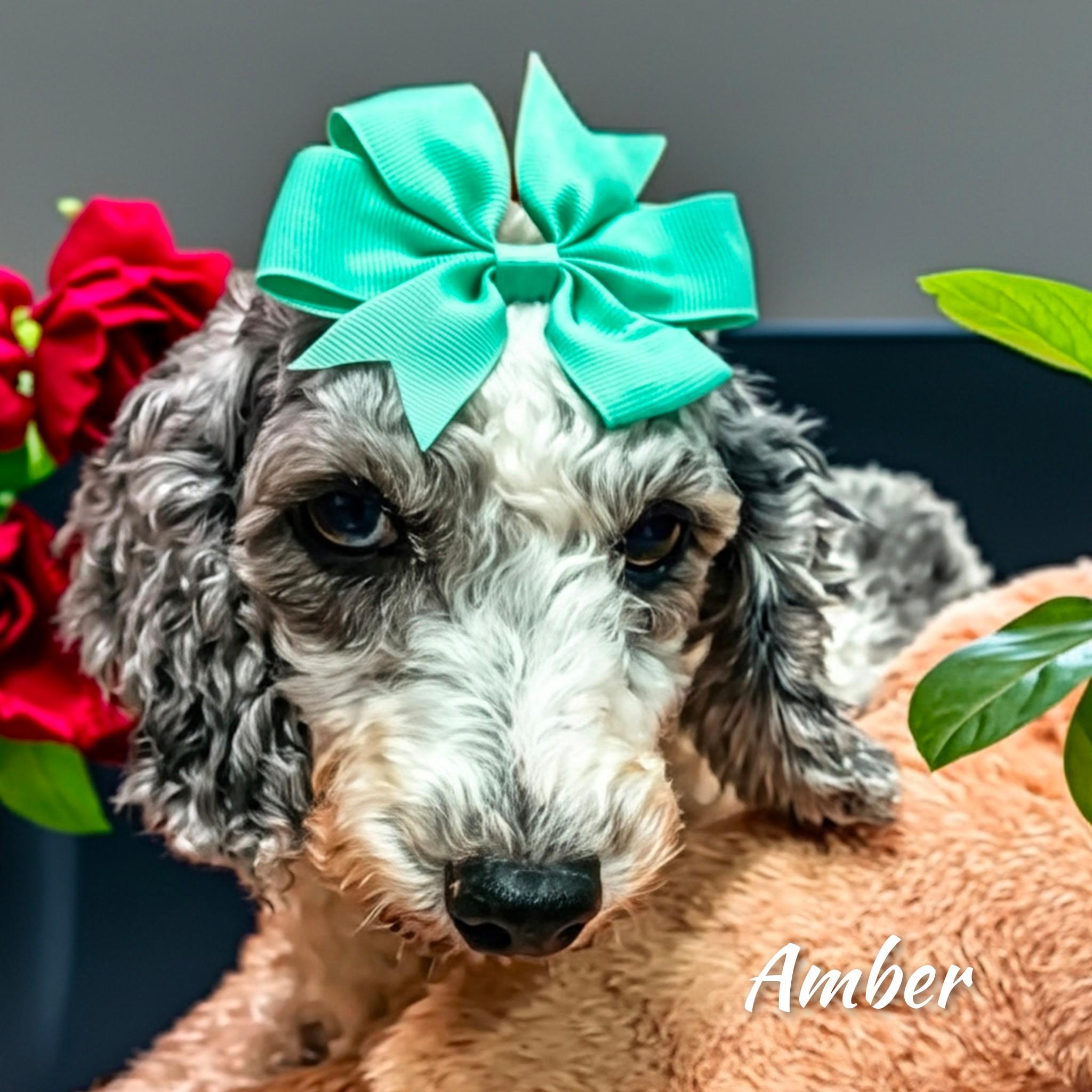 Enlarge Amber, a Adopted Miniature Poodle in Fredericksburg, VA image 2/6