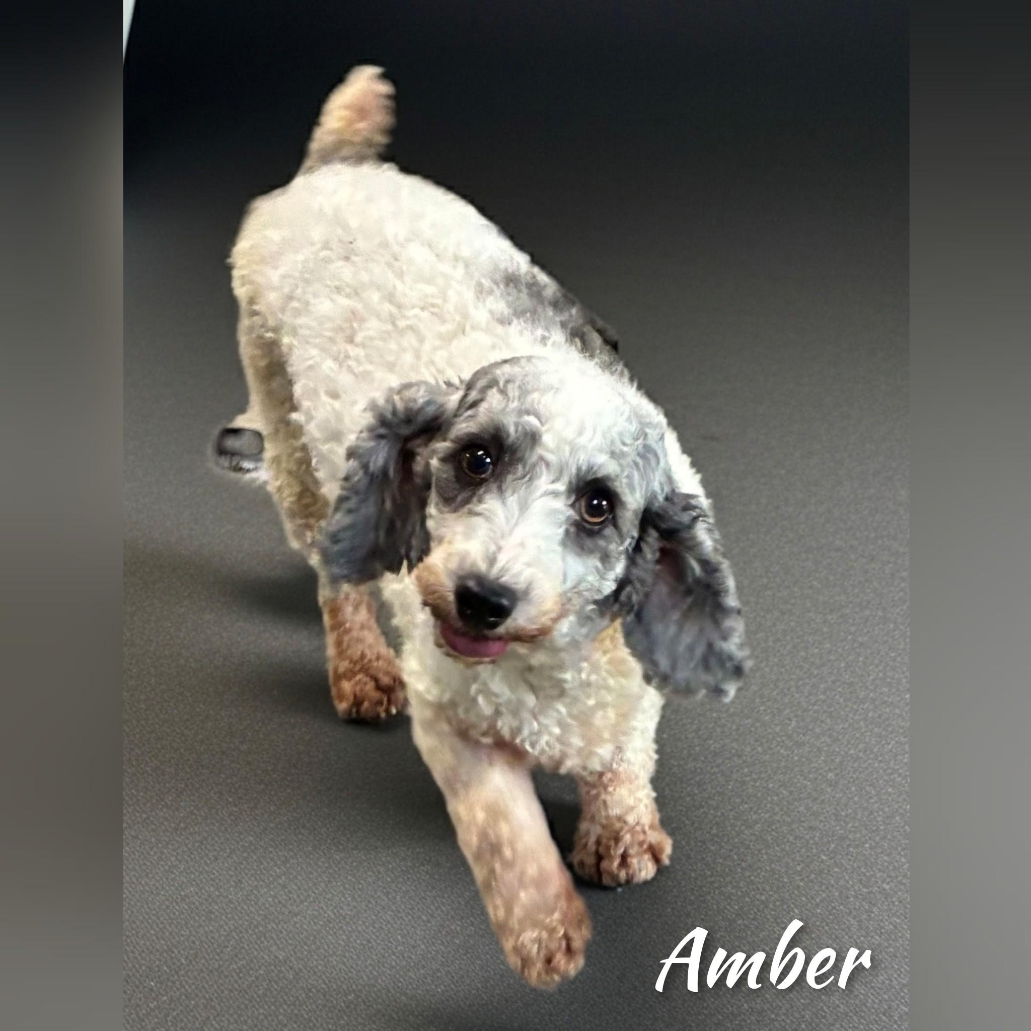 Enlarge Amber, a Adopted Miniature Poodle in Fredericksburg, VA image 3/6