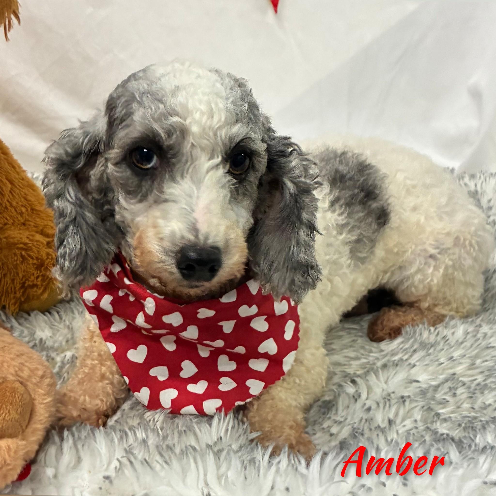 Amber, Adoptable, Adult Female Miniature Poodle.