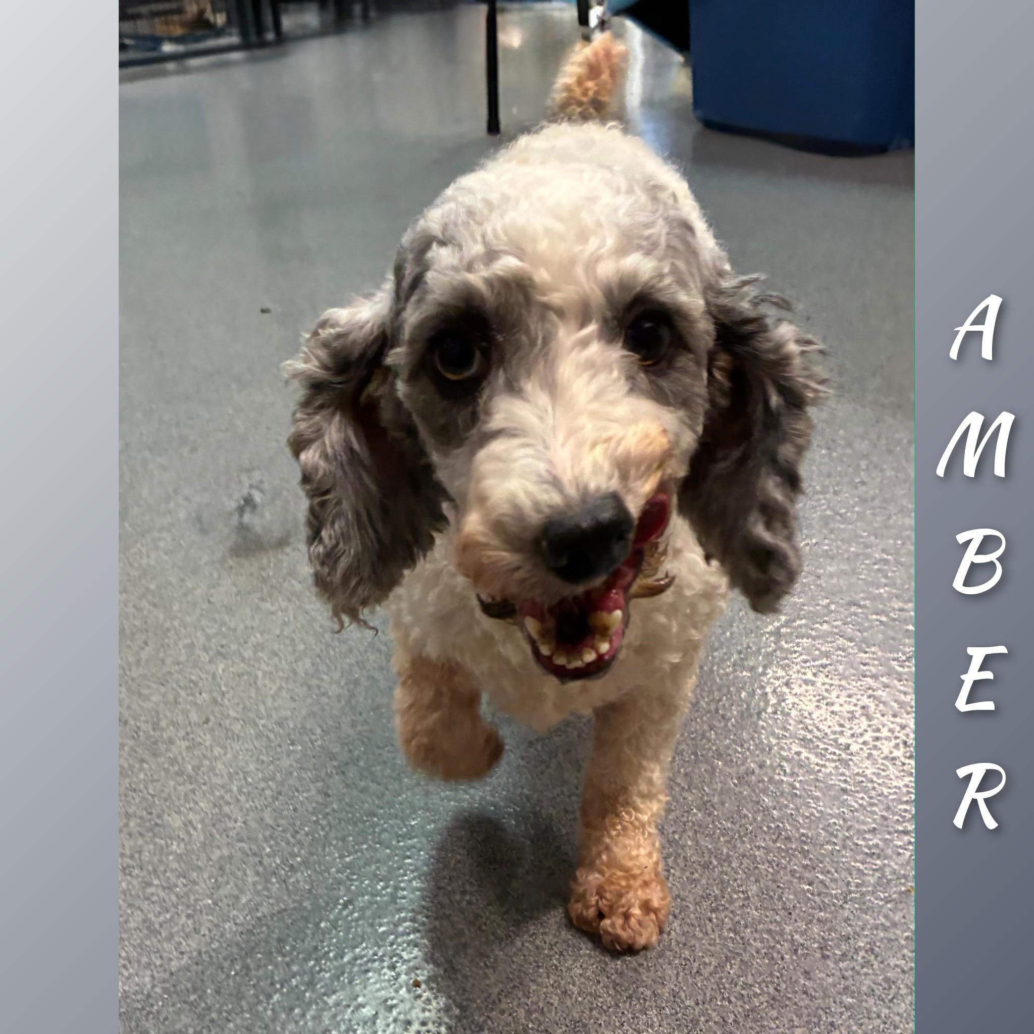 Enlarge Amber, a Adopted Miniature Poodle in Fredericksburg, VA image 6/6