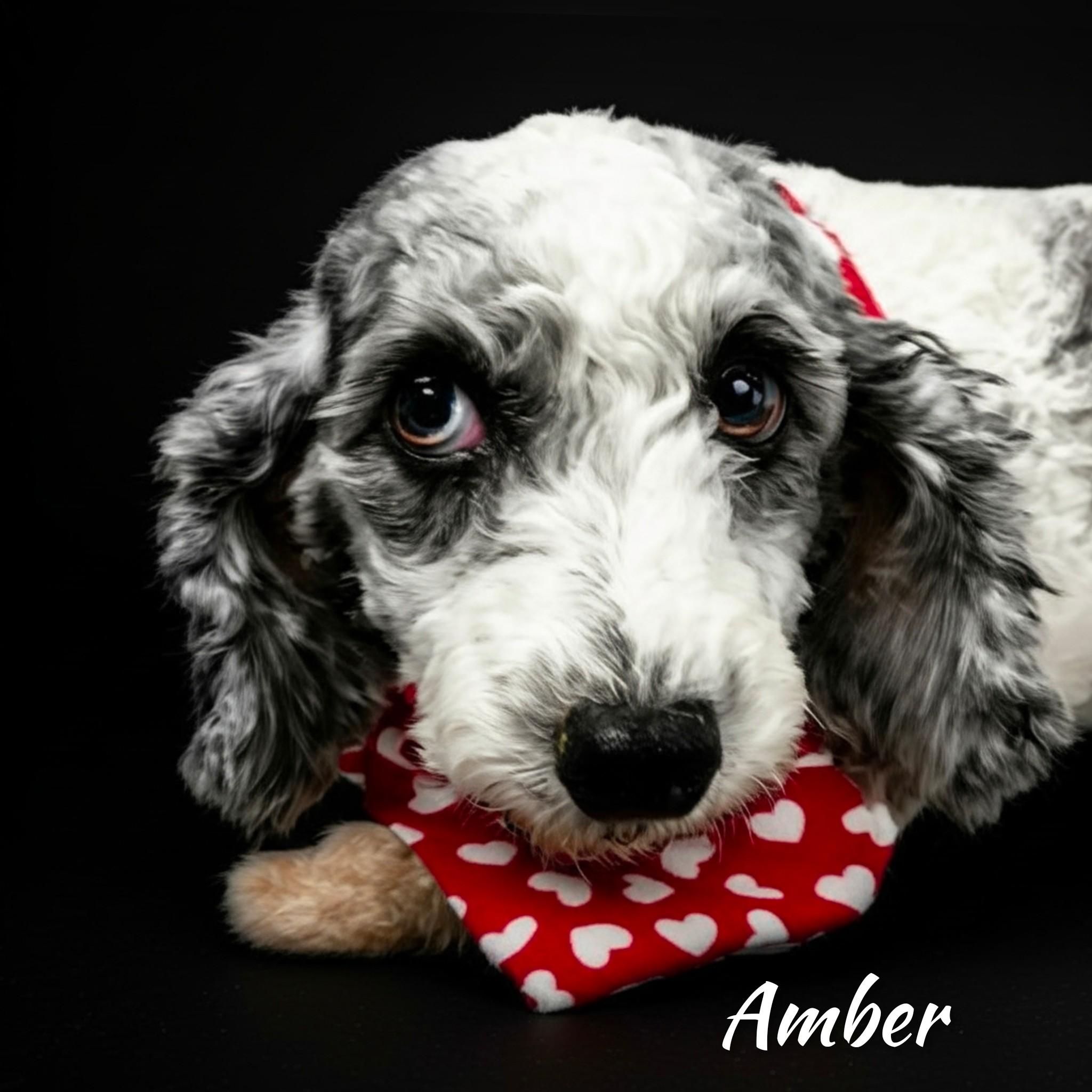 Enlarge Amber, a Adopted Miniature Poodle in Fredericksburg, VA image 5/6