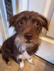 Harley Jane, Adoptable, Young Female Chihuahua & Wirehaired Terrier.