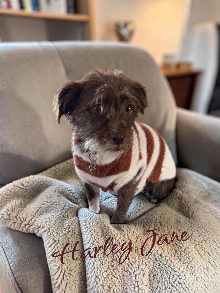 Enlarge Harley Jane, a Adoptable mixed breed in West Bloomfield, MI image 2/3