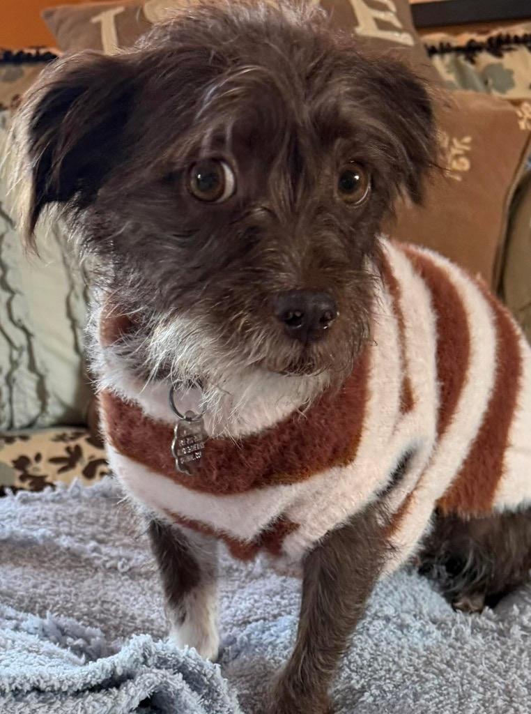 Enlarge Harley Jane, a Adoptable mixed breed in West Bloomfield, MI image 2/2