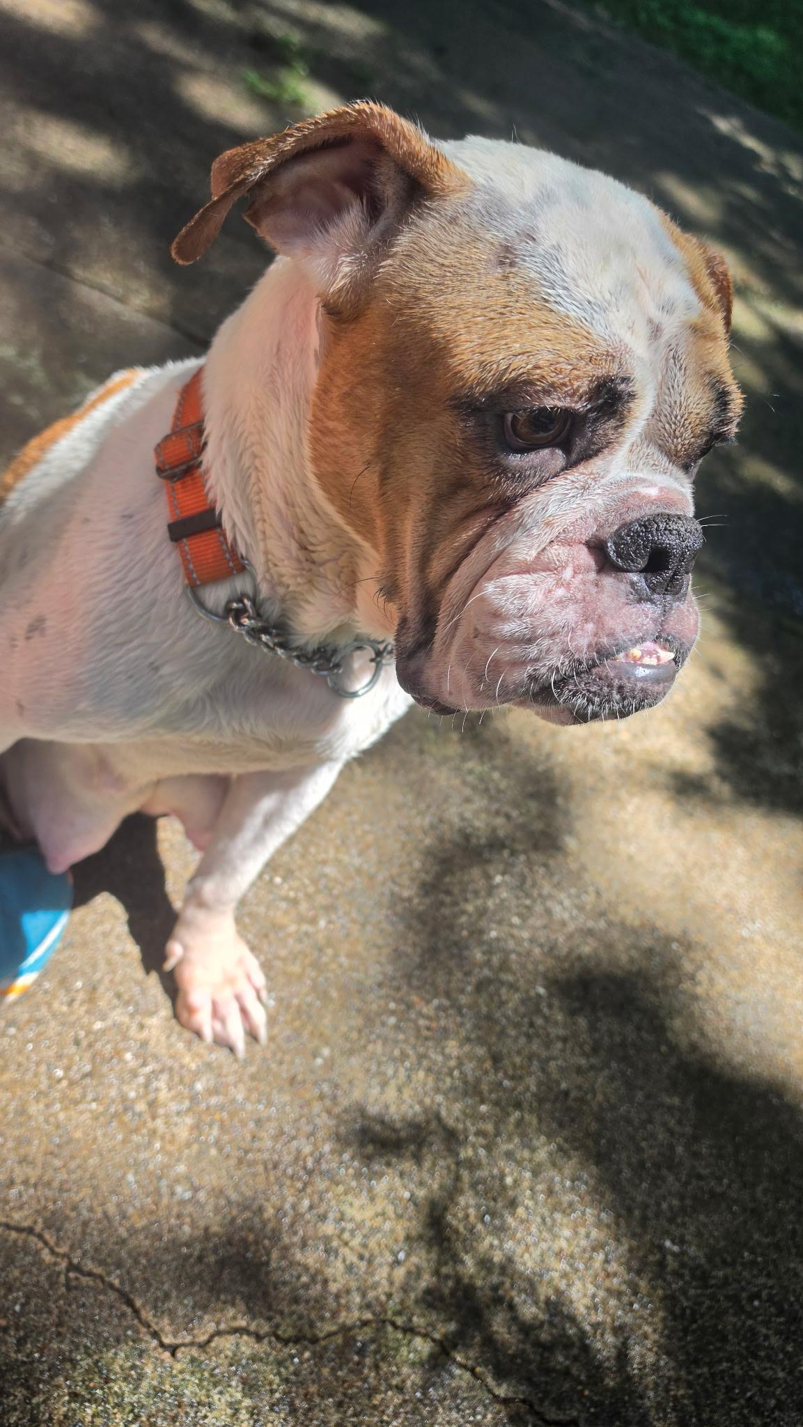 Enlarge Launie, a ADOPTABLE mixed breed in Wanaque, NJ image 4/6